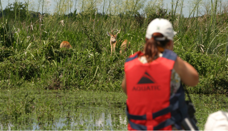 La naturaleza única de los Esteros del Iberá, Corrientes